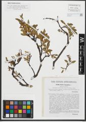 Foto von Salix retusa L.